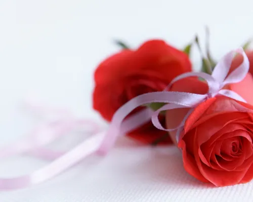 لاتی ترین اس سال برای لوتی ترین رفیق :