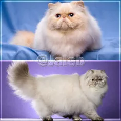 🌐 جالبه بدونید گربه‌ی ایرانی معروف به «Persian Cat» یکی ا