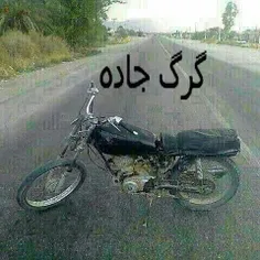 ببر بنگال