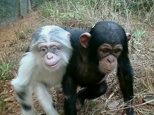 میمون دچار اختلال زالی