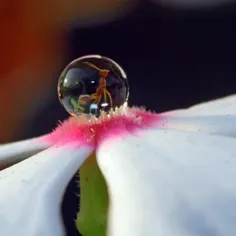 تصویر زیبا از یک مورچه گیر افتاده در قطره شبنم