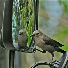 وابستگی سالم جایی است بین وابستگی بیش از حد و استقلال بیش