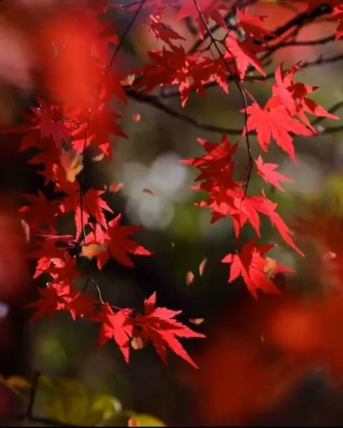 🍁 پاییز هزار رنگ می رود