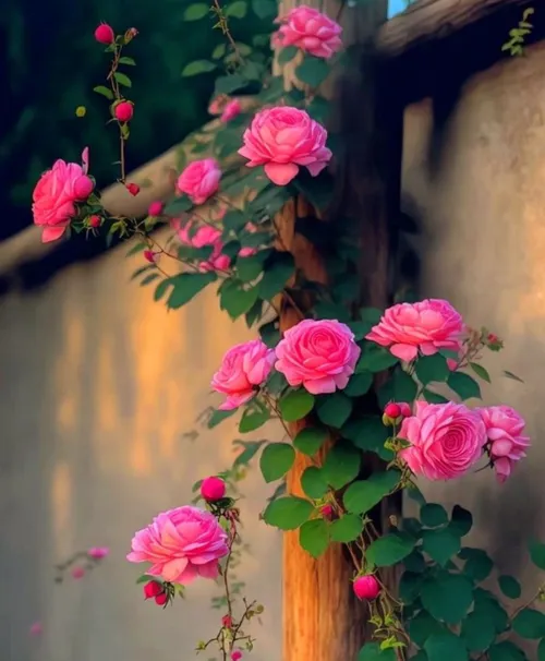 مهربانی ات را با گلها درمیان بگذار . . .