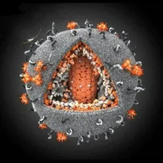 نمای میکروسکپی از ویروس ایدز☹
