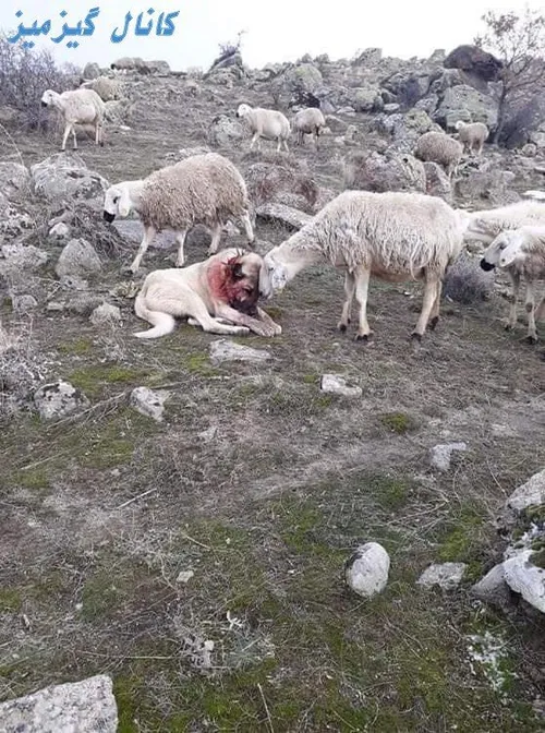 همدردی گوسفند با سگ گله که ازشون مقابل گرگ دفاع کرده بود 