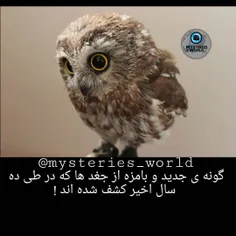 #خلاقیت#حیوانات