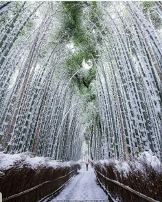 نمای زمستانی از جنگلهای #بامبو در #ژاپن