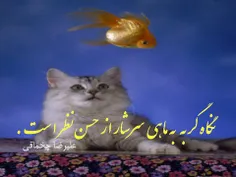 نگاه گربه به ماهی ، سرشار از حسن نظر است .