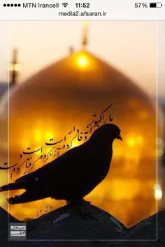 #میلاد_امام_رضا_علیه_السلام_مبارک🌸 🌼