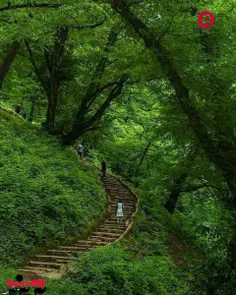 جنگل‌ زیبای فومن_مسیر رسیدن به قلعه رودخان ⁣.