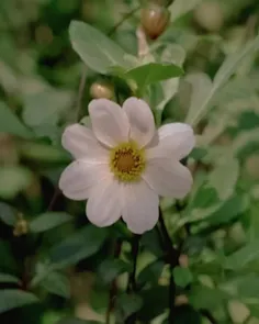 روحم جون گرفت :‌ )🌱