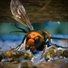 زنبور سیگما🗿