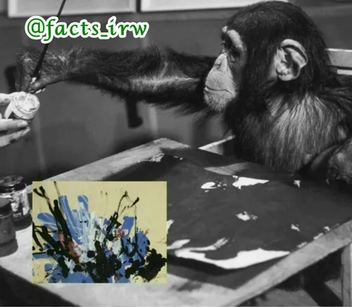 کونگو نام این شامپانزه معروف است که نقاشِ سبک آبستره بود.