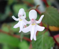 5. ارکیده‌ی دختران رقصان (Impatiens Bequaertii)