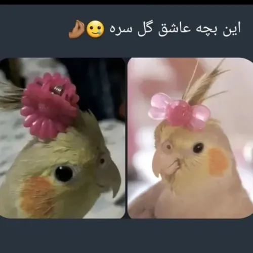 بچه ها لوسیفر: