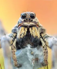 تصویر یه عنکبوت معمولی از نزدیک