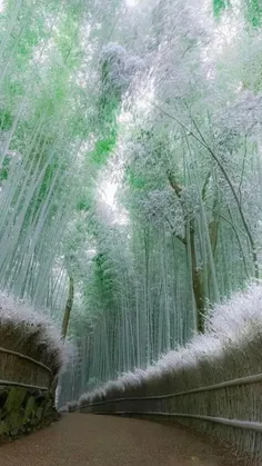 جنگل زیبای بامبو در ژاپن بعد از بارش برف😍