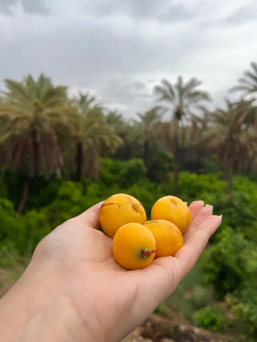 ماهی آرام و ساکت تر از همیشه با خیالی رنگ شده به رنگ آبی 