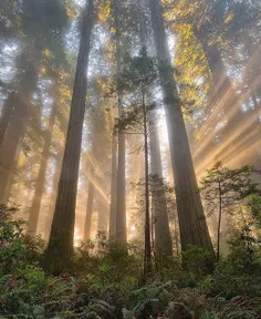 Sunrise in national redwood forest