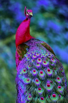 زیبا ترین طاووس دنیا