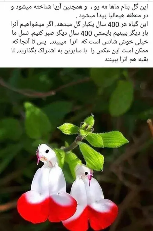 عکس نوشته عکس هنر عکاسی