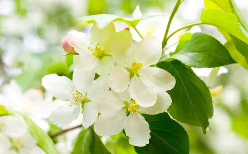 گل شکوفه بهار قشنگ کپی با ذکر صلوات جهت سلامتی و تعجیل در
