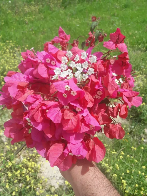 کاش سوره ای