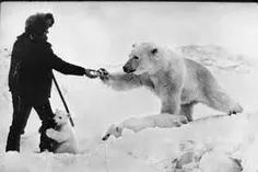 وقتی خرس قطبی مادر به همراه دو فرزندش از شدت گرسنگی به کم
