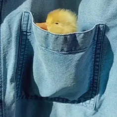 🐤