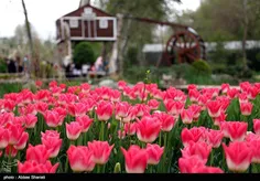جشنواره لاله‌ها در باغ گل های بوستان شهید چمران کرج