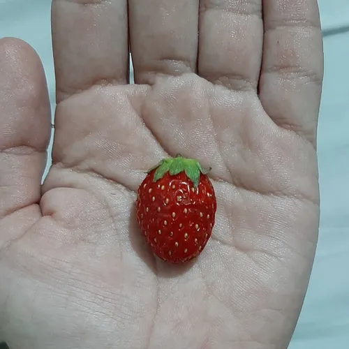 توت فرنگیِ کوچکِ دوست داشتنیِ من🍓