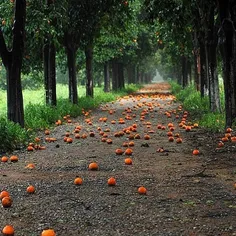 #Antalya #Turkey #Orange 