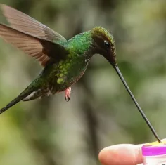 می‌دونستی  مرغ مگس‌خوار تنها پرنده‌ی شناخته شده تو جهانه 