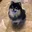 jk_meow