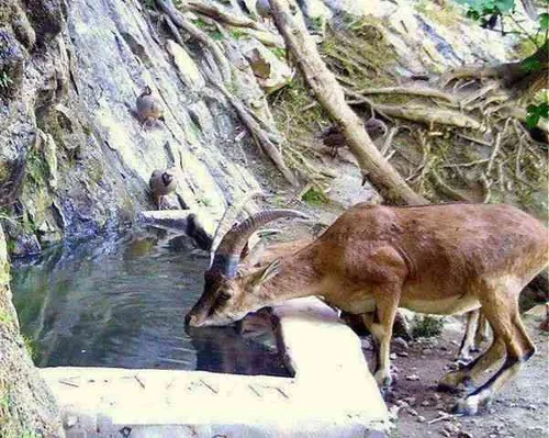 نقش نگار طبیعت