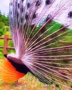 بریم یه کم زیبایی‌های طاووس رو ببینیم و لذت ببریم😍👌