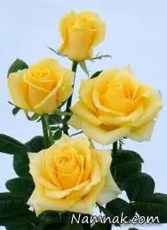 رز زرد
