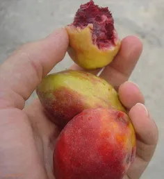 اگه گفتین این چه میوه ای؟