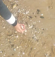 ساحل زیبای دلوار به کمک بچه ها ی نازنین کانون صدف جمع میک