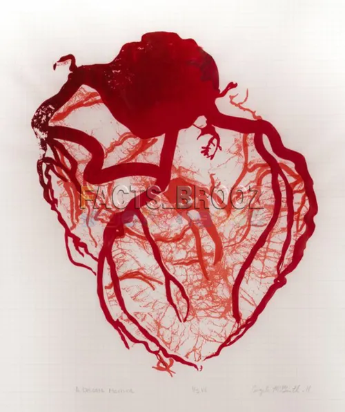تصویر جالب از رگ های درون قلب
