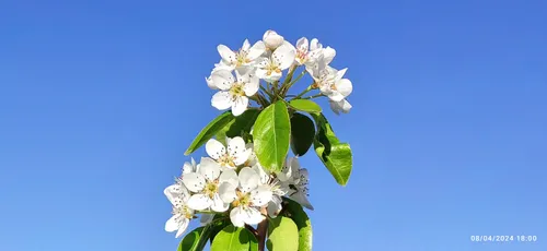 شکوفه درخت گلابی
