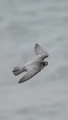 شاهین پرگرین (Peregrine falcon)، یک پرنده شکاری جهان‌وطنی