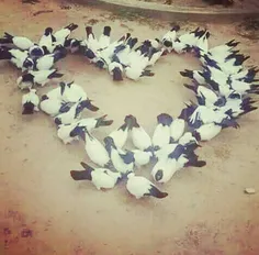 کبوتران عشق