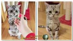 غمگین ترین و درعین حال بامزه ترین گربه جهان Luhu است. 