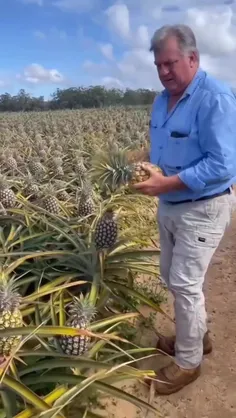 مزرعه آناناس