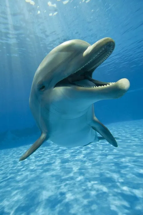 dolphin دلفین