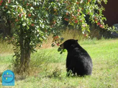 خرس‌ها به باغبان طبیعت معروف هستند آنها پس از خوردن میوه،