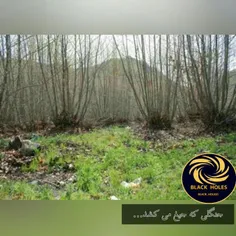 جنگلی که جیغ می کشد 