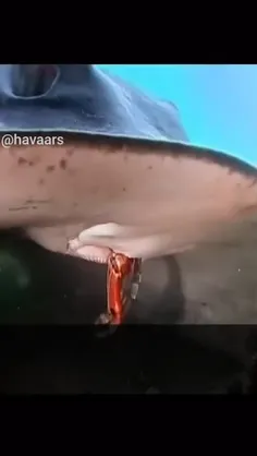 خرچنگ عنکبوتی اروپایی یا خرچنگ عنکبوتی خاردار گونه‌ای از 